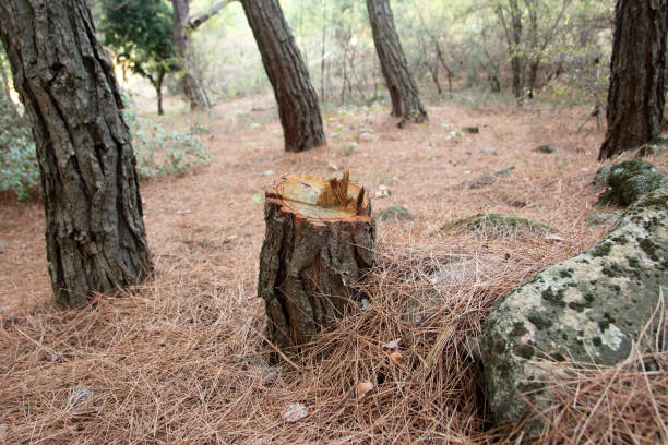 Best Stump Grinding and Removal  in Elm Grove, WI